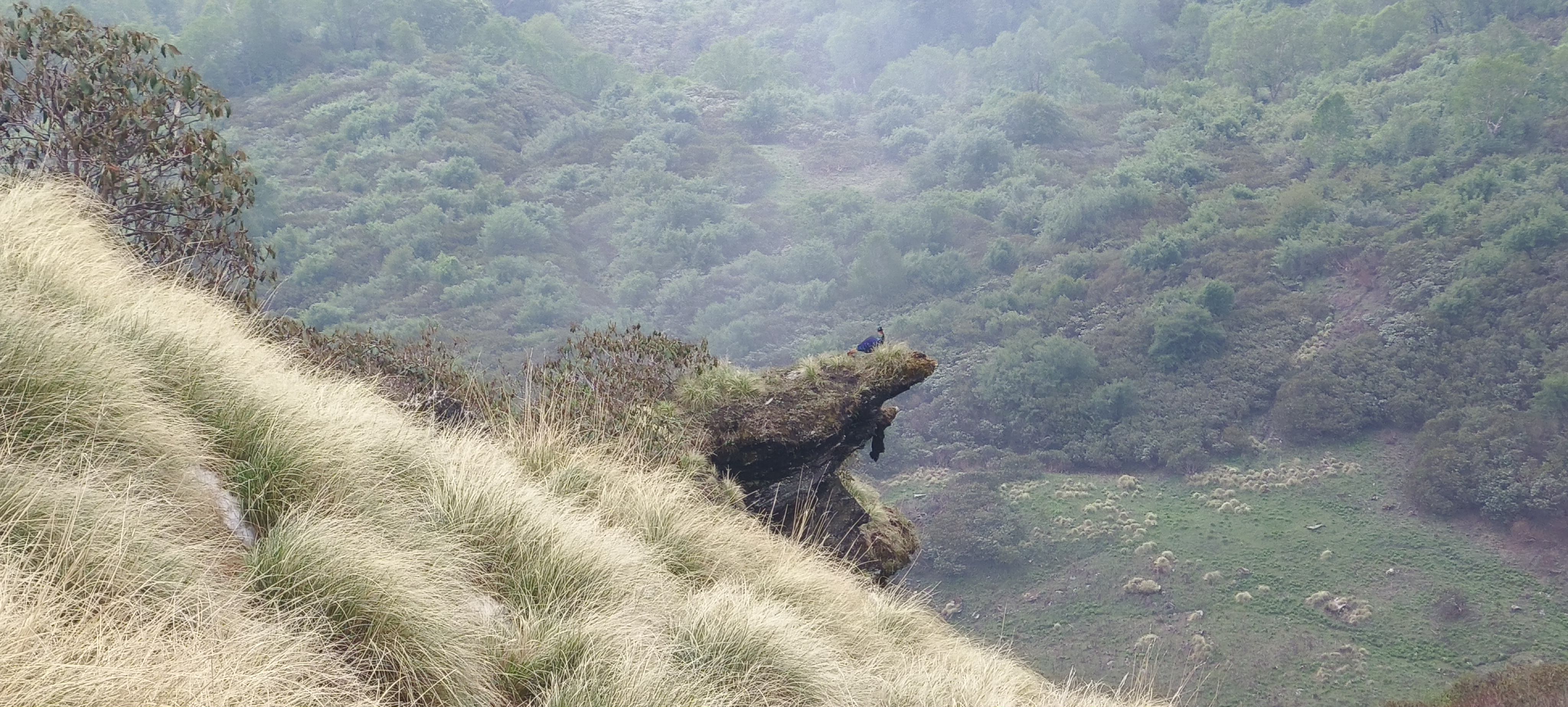 Himalayan Monal. State bird of Uttarakhand 