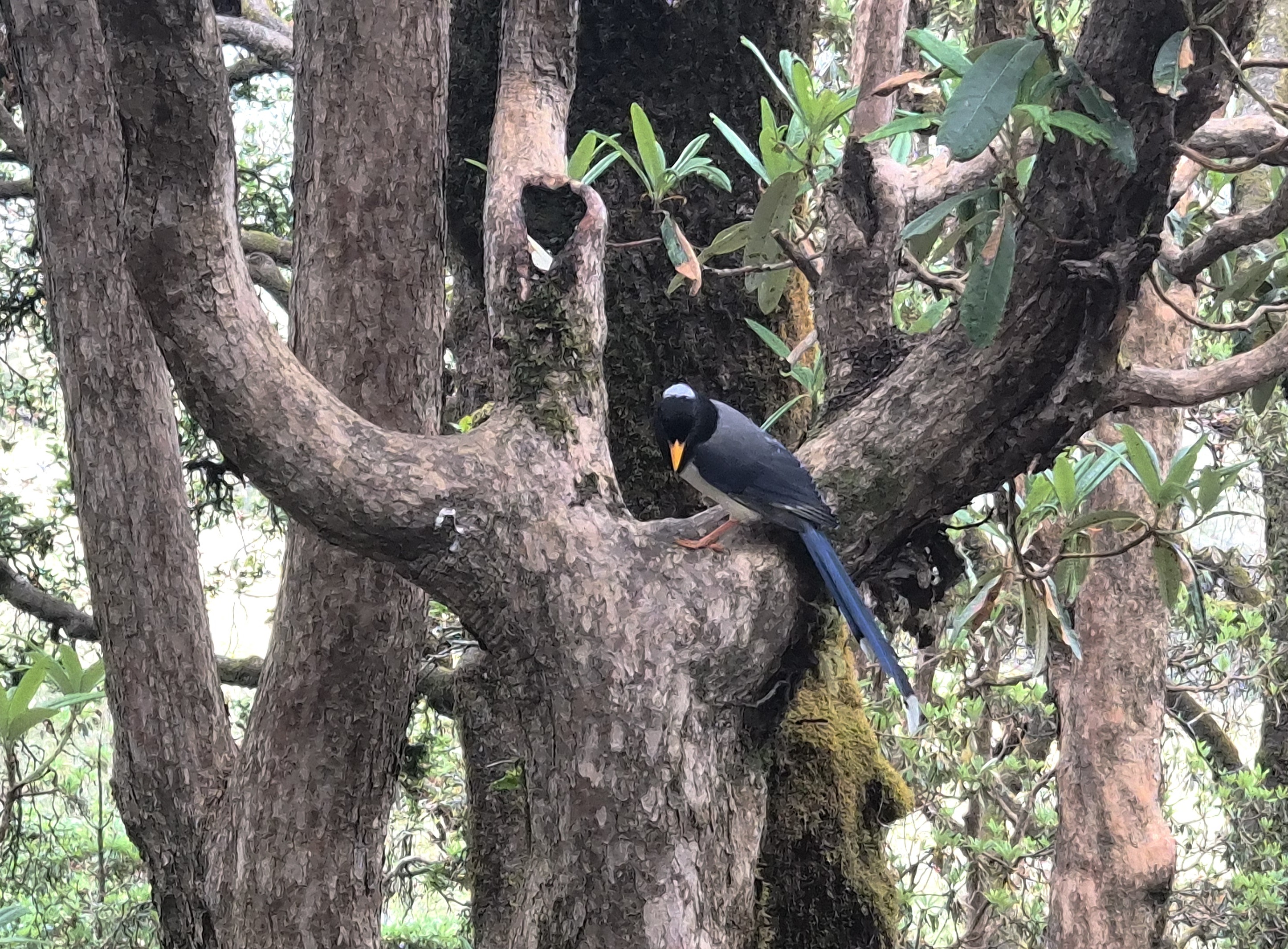Yellow Billed Blue Magpie